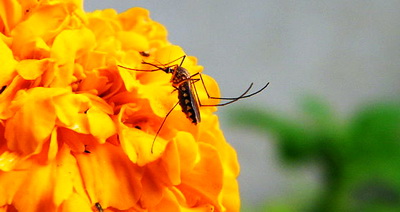 Боремся с комарами: фумигаторы или репелленты?