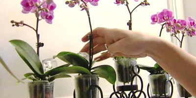 Как нужно правильно поливать орхидеи