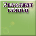 Нижегородмебель и К - Эвкалипт глянец