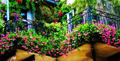 Сад на балконе