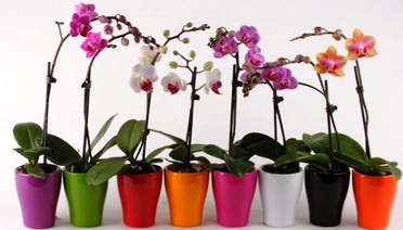 Способы удобрения орхидей