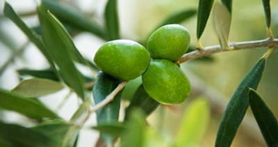Выращиваем оливу в домашних условиях