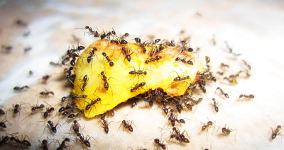 Как избавиться от муравьёв дома