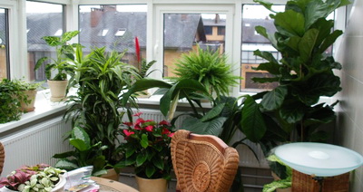 Зимний сад на Вашем балконе