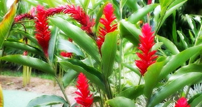 Выращиваем имбирь дома: полезные рекомендации