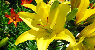 Выращивание лилий в квартире