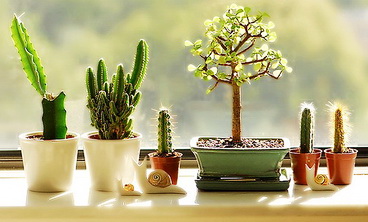 Украшение подоконника: креативные идеи